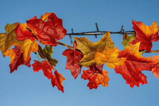 Nykoping, Sweden Autumn foliage on a sunny day hanging on an overhead string of lights in a street.