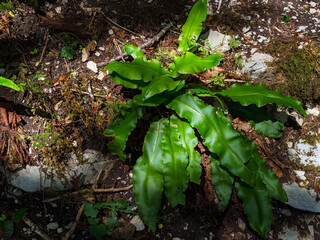 An evergreen fern — hart's-tongue fern (*Asplenium scolopendrium*) — in the forest. © Shauerman