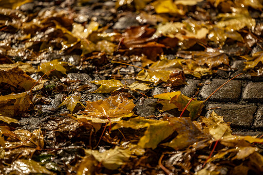 Stockholm, Sweden, Wet autumn leaves onthe ground at night.