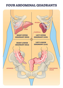 Four abdominal quadrants diagram mapping pain and exam regions, labels show liver, spleen and colon for clinical orientation. Outline diagram