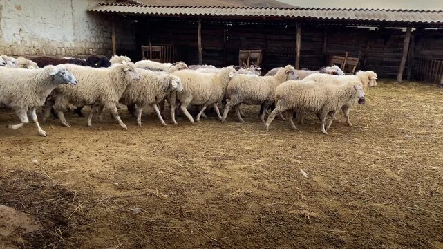 A large flock of sheep and goats walking together inside an enclosed rural farm yard area