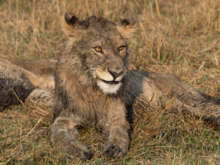 Muddy Lion with a smile © Dave The Mariner
