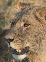 Lion portrait © Dave The Mariner