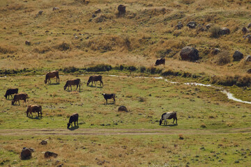 A herd of cows is grazing in the mountains. © Angelina Zhuravleva 
