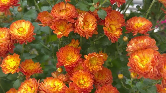 Orange chrysanthemum flowers with green leaves grow close together. Small vibrant autumn blossoms create seasonal holiday decoration, natural floral background and outdoor garden pattern.