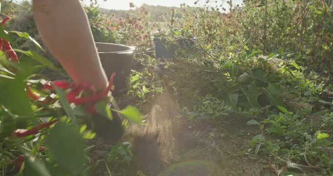 Farmer uprooting chili pepper plant in garden