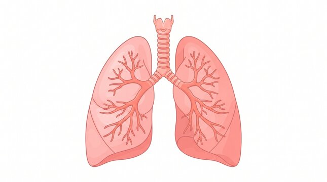 Human Lungs Respiratory System Vector Illustration Anatomical Diagram of Bronchial Tree Trachea and Lungs Organ Internal Anatomy Medical Graphic