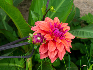 Vibrant American Dawn dahlia in full bloom with coral pink and salmon petals and a striking magenta center, accompanied by an unopened flower bud and lush green foliage in a tropical garden © Gunars