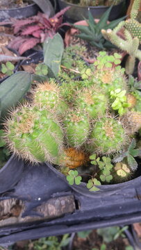 Parodia cactus cluster with golden spines in pot, golden ball cactus