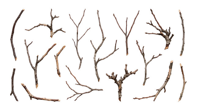 Collection of various dry tree branches and twigs isolated on transparent background