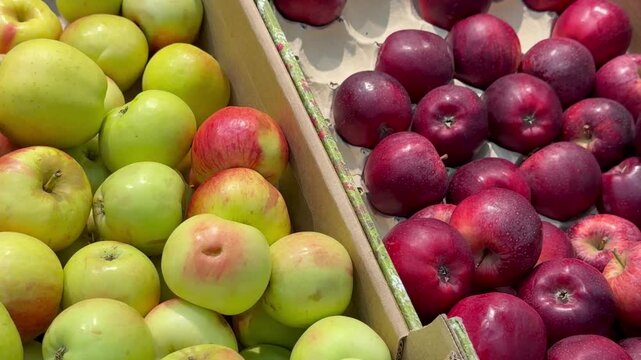 Fresh green and dark red apples lie sorted in cardboard boxes at farmer agricultural market. Vibrant organic harvest provides healthy autumn eating theme and raw food retail grocery display.
