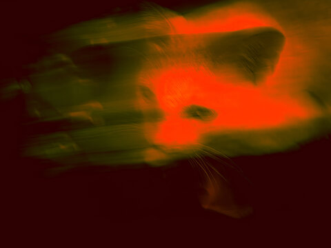 Abstract fiery red orange cat face with motion streaks on a dark background, artistic camera movement, glowing smeared light and color, intense dynamic energy