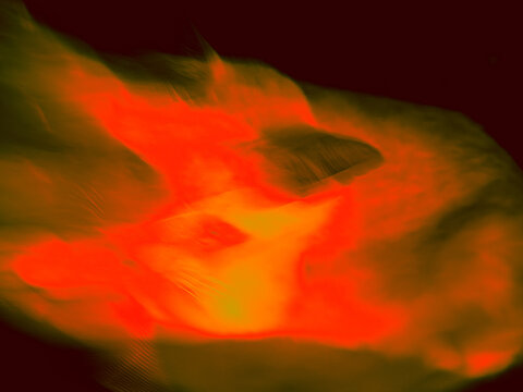 Abstract fiery red orange cat face with motion streaks on a dark background, artistic camera movement, glowing smeared light and color, intense dynamic energy