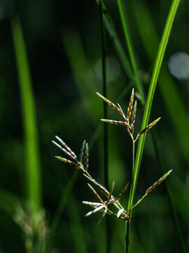 Delicate green grass flower spikelets and seed head in macro with soft bokeh, natural sunlight on slender blades, fresh meadow plant detail in a calm lush green background