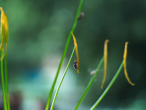 Tiny stingless bee clinging upside down to a slender yellow flower filament among green grass-like stems, macro nature scene with soft blurred green background and shallow depth of field