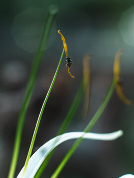 Tiny stingless bee clinging upside down to a slender yellow flower filament among green grass-like stems, macro nature scene with soft blurred green background and shallow depth of field
