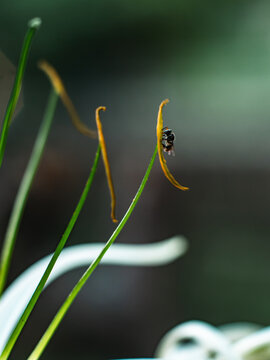 Tiny stingless bee clinging upside down to a slender yellow flower filament among green grass-like stems, macro nature scene with soft blurred green background and shallow depth of field