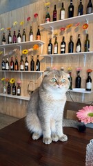 cat and mouse © Sisira T.