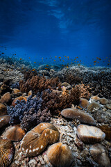 Diverse mushroom soft and staghorn hard coral reef in deep blue ocean water. © PIPE DIVE UNDERWATER