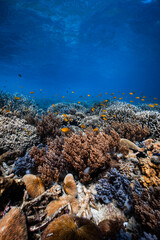 Diverse mushroom soft and staghorn hard coral reef in deep blue ocean water. © PIPE DIVE UNDERWATER
