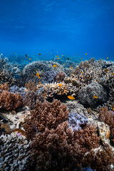Diverse mushroom soft and staghorn hard coral reef in deep blue ocean water. © PIPE DIVE UNDERWATER