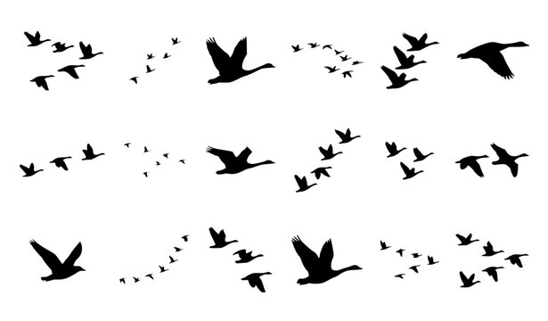 Black silhouette flock of flying birds vector set on white background wild. Wild geese migration, wildlife animals, avian species, soaring wings, illustration bird