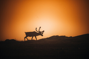 Caribou Silhouette Walking Across Arctic Ridge at Sunset © Christopher