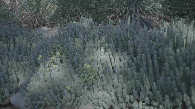 Blue Chalksticks Succulent Groundcover in Sunlight