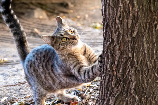 Tabby Cat Scratching Tree Bark Outdoors