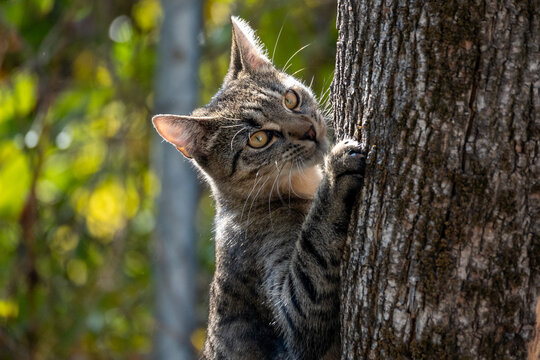 Tabby Cat Scratching Tree Bark Outdoors