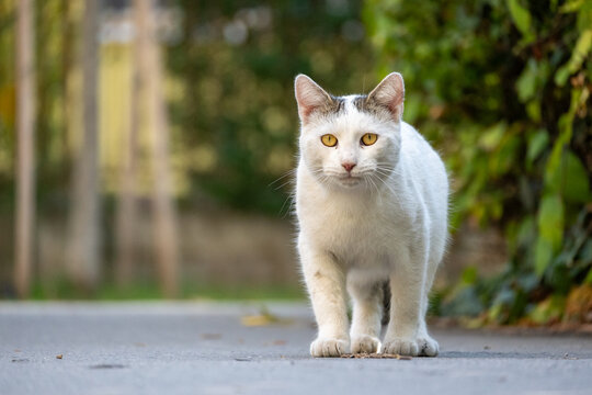 White Cat Portrait Looking at Camera Outdoors