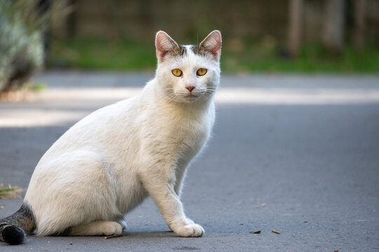 White Cat Portrait Looking at Camera Outdoors