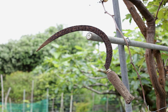 Rusty sickle hanging on metal pole in garden