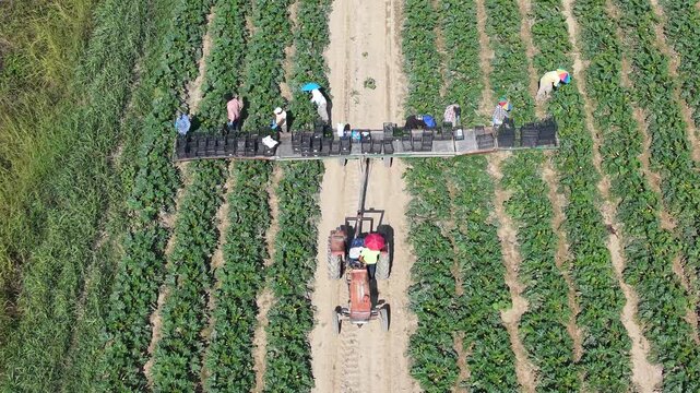 Aerial view of farmers harvesting zucchini with a tractor in a field in Milan, Lombardy, Italy.