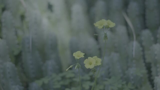 Small Yellow Flowers in Front of Blurred Cactus Columns