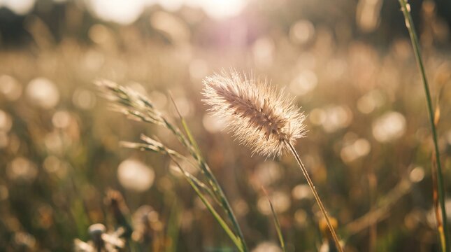 Close-up photo of foxtail grass seed head in a sunlit meadow during golden hour.