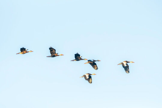 Flight of Black-bellied Whistling Ducks