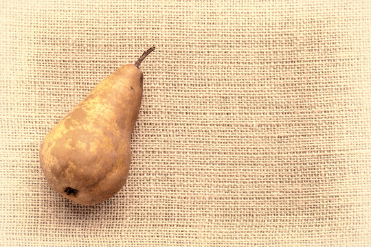 bosc pear on burlap canvas with a copy space, black and white sepia toned image