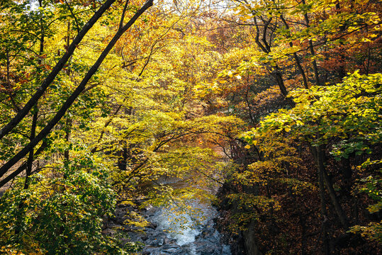 Autumn Forest Stream with Colorful Foliage