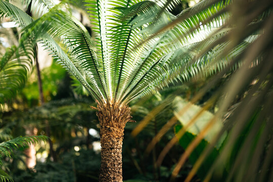 Tropical Cycad with Green Fronds