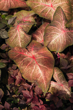 Colorful Caladium Leaves with Pink Veins