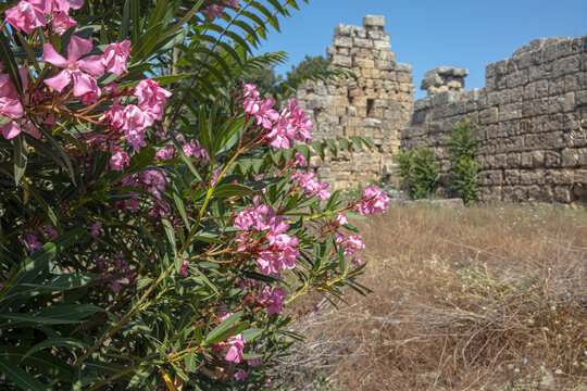 Pink flowers against the backdrop of the ruins of an ancient city. Flowering plants in summer. The ancient city is overgrown with flowers and trees.