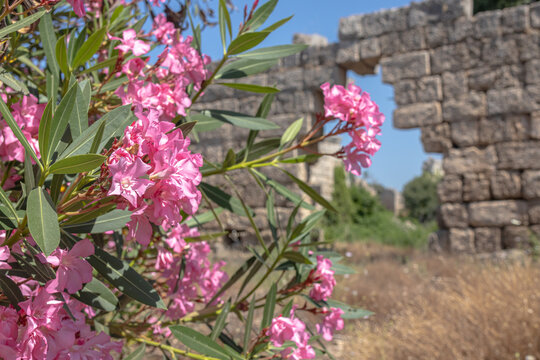 Pink flowers against the backdrop of the ruins of an ancient city. Flowering plants in summer. The ancient city is overgrown with flowers and trees.