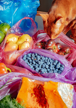 Cat explores fresh fruits and vegetables in colorful bags