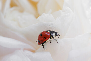 Red ladybug resting on delicate white rose petals in a soft macro composition with creamy tones and natural botanical beauty © svittlana