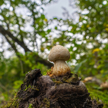 white mushrooms on autumnal tree trunk, moss layer on branch stub in the edge of forest, with scenic bokeh in forest, Rhein valley