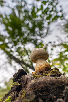 white mushrooms on autumnal tree trunk, moss layer on branch stub in the edge of forest, with scenic bokeh in forest, Rhein valley