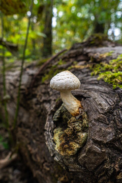 white mushrooms on autumnal tree trunk, moss layer on branch stub in the edge of forest, with scenic bokeh in forest, Rhein valley