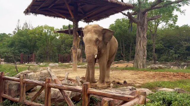 Elephants standing and throwing sand over themselves with their trunks at Shanghai Wild Animal Park, China.