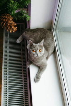 Gray Cat Lies on a Sunny Windowsill, Enjoying the Warm Light